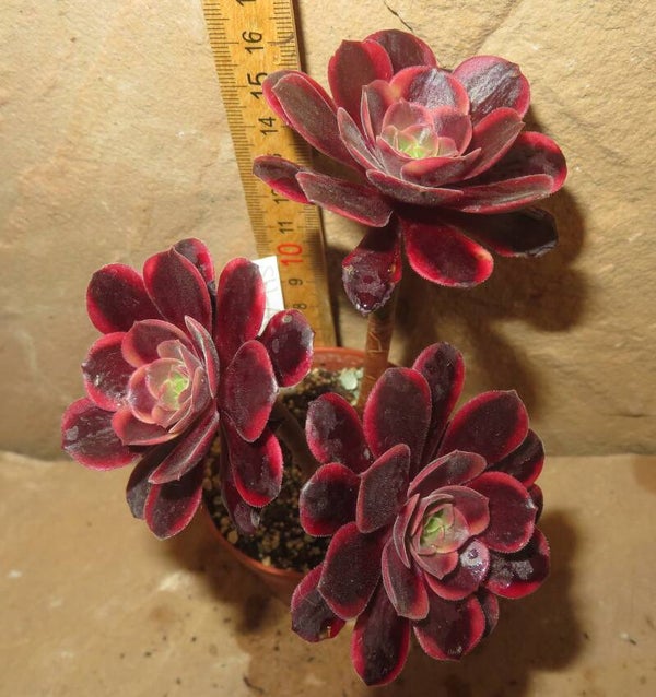 Aeonium cv SuperBang variegata