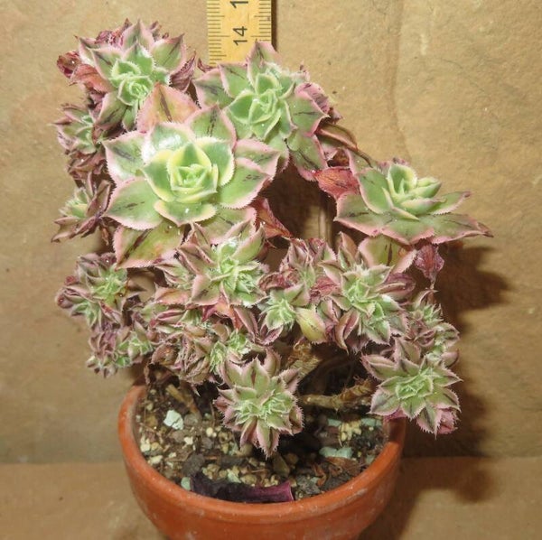 Aeonium decorum cv Tricolor cristata variegata