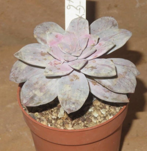 Graptopetalum cv Silverbum variegata