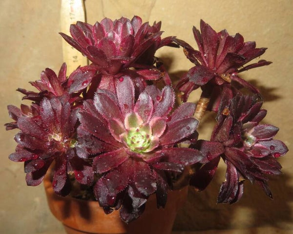Aeonium cv Mardi Gras variegata