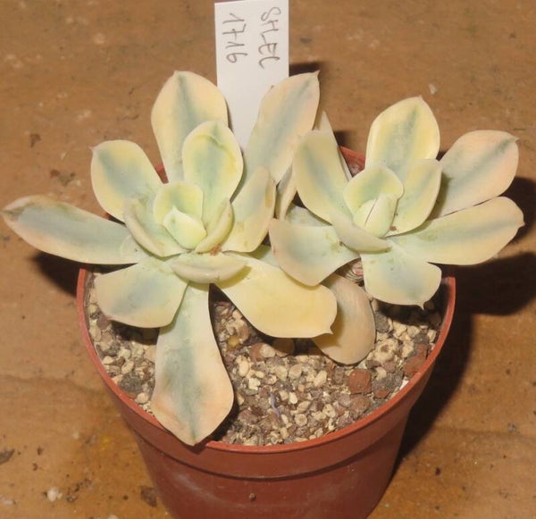 Echeveria runyonii 'AKAIHOSI' variegata