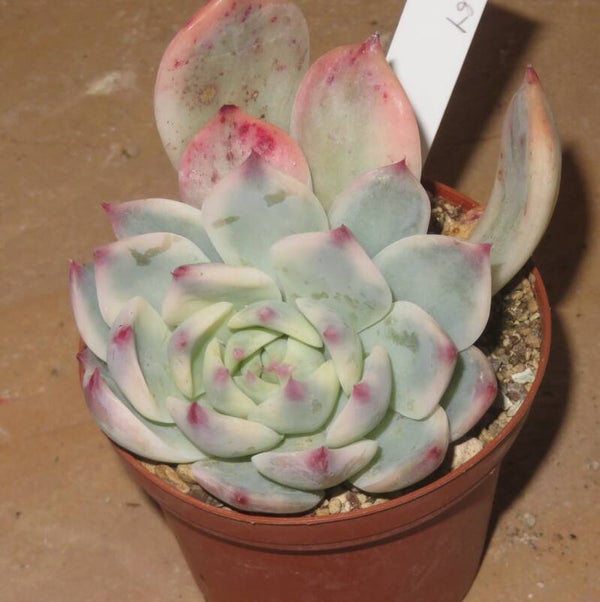 Echeveria chihuahuensis variegata