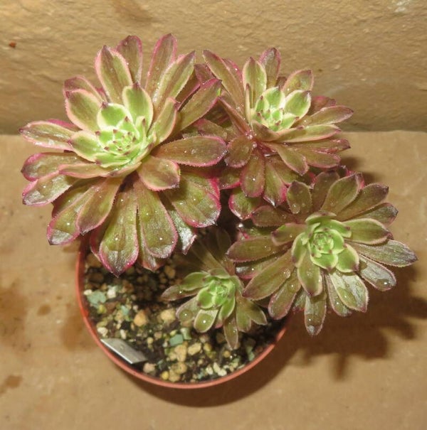 Aeonium cv Pink Daisy – Multicolor variegata