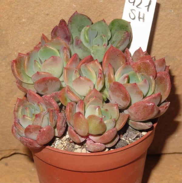 Echeveria cv Myso