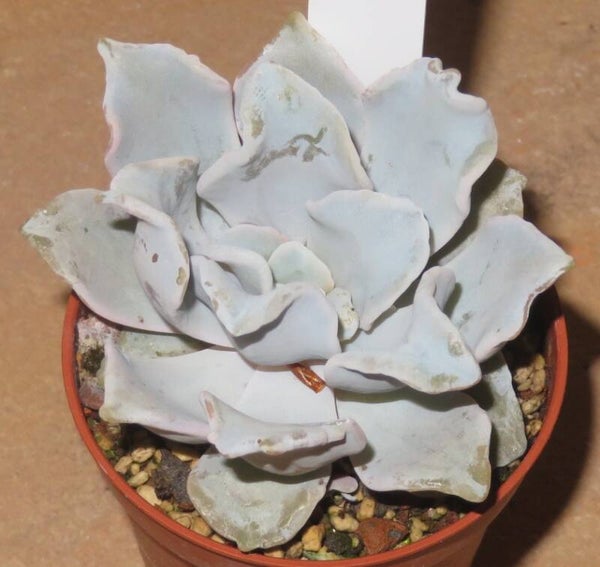 Echeveria cv Crispate Beauty