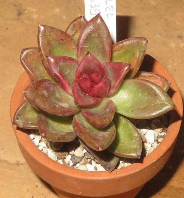 Echeveria cv Painted Rose