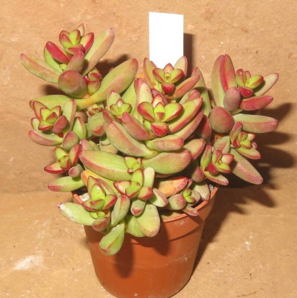 Crassula nudicaulis v. herrei