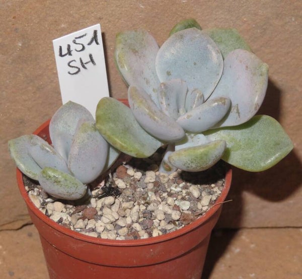 Echeveria cv Tiramisu