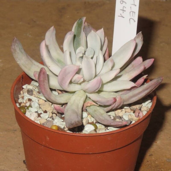 Pachyveria albocarinata variegata