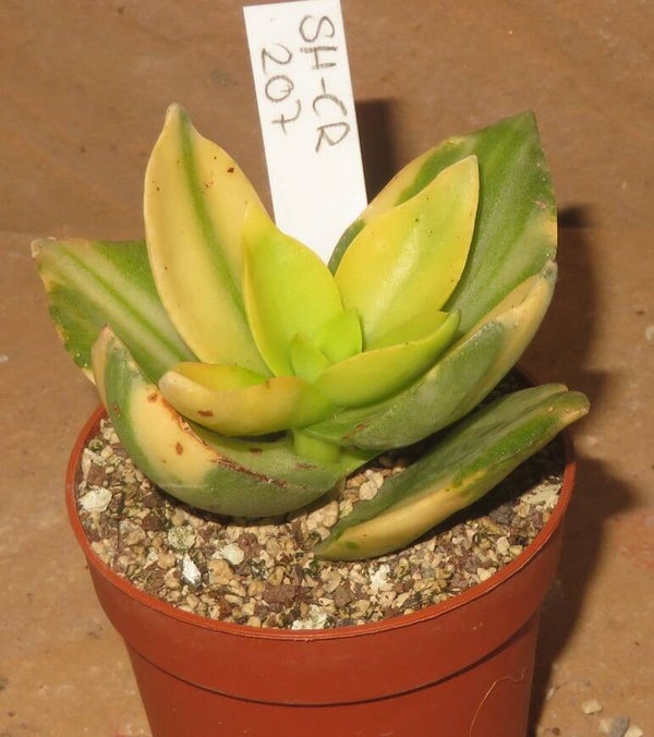 Crassula lactea variegata