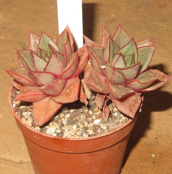 Echeveria cv Monocerotis