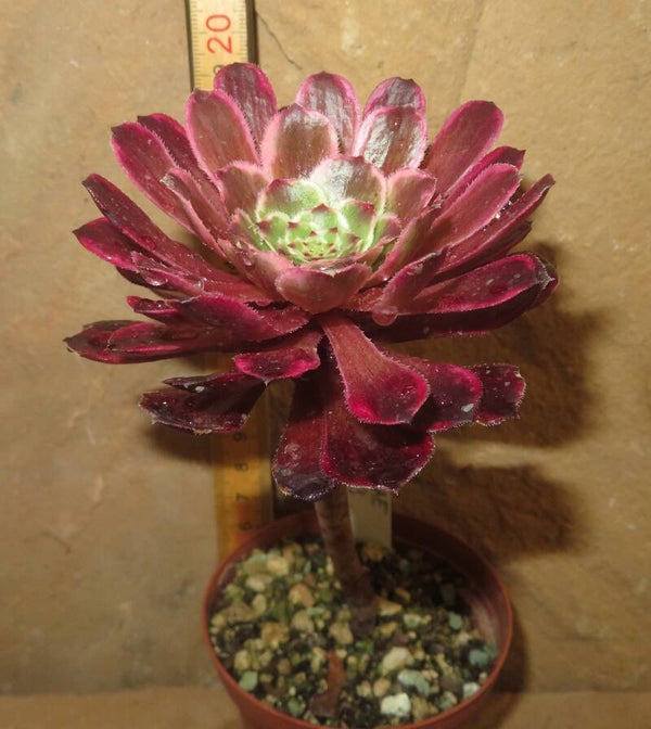 Aeonium cv Ink Painting variegata
