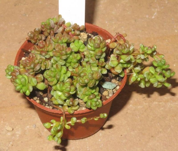 Crassula corallina