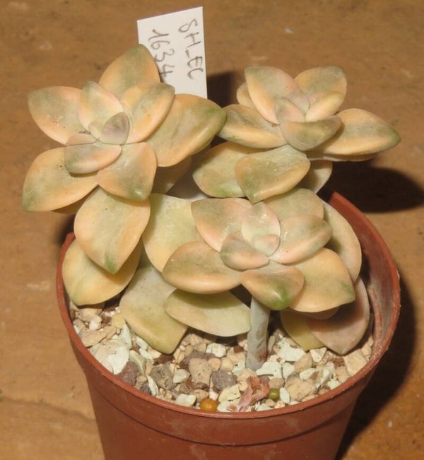 Graptoveria cv TITUBANS variegata