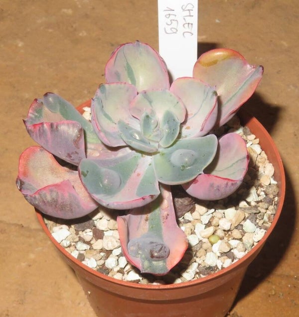 Echeveria cv Beyonce  Rainbow variegata