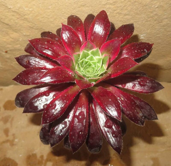 Aeonium cv Peacock variegata ( Black Magic )