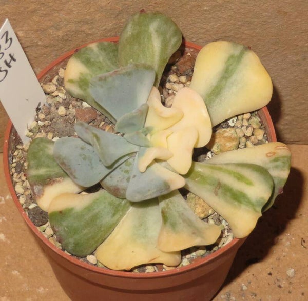 Echeveria cv Cubic Frost variegata