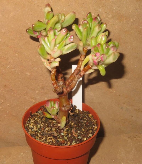 Crassula argentea cv Gollum variegata