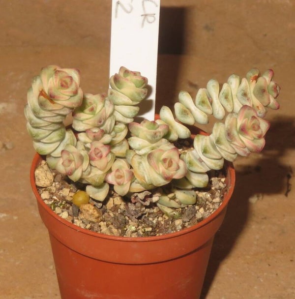 Crassula marnieriana variegata