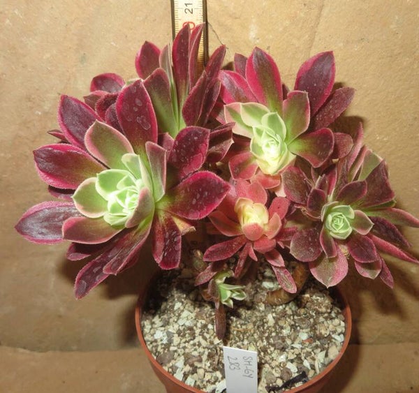 Aeonium cv Riverstone variegata