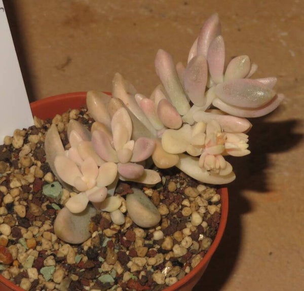 Graptopetalum mendozae Mirinae variegata