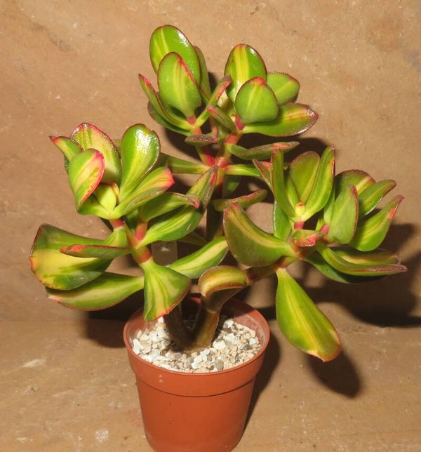Crassula argentea cv Mikaeri Bijin variegata