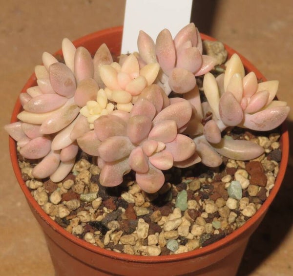 Graptopetalum mendozae Mirinae variegata