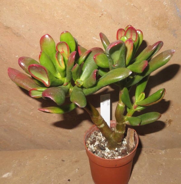 Crassula argentea cv Hobbit variegata