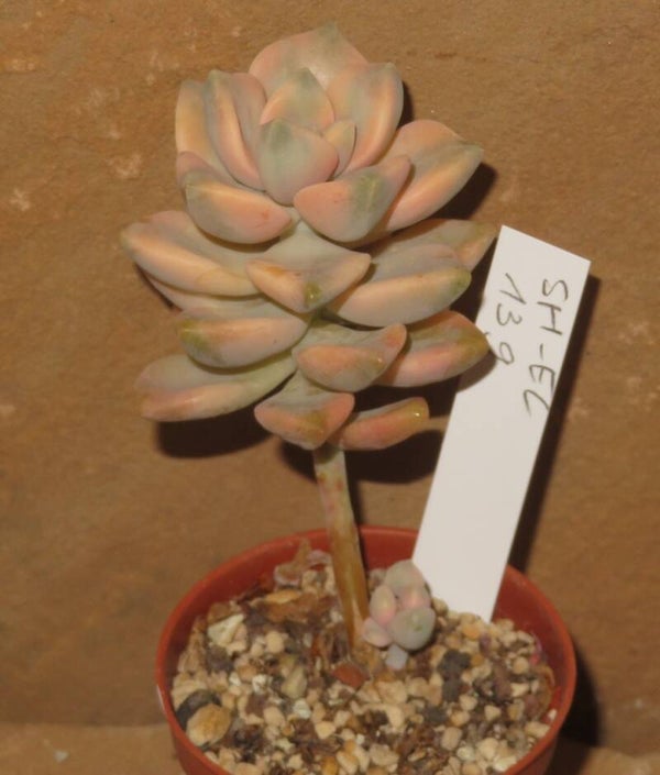 Graptoveria cv TITUBANS variegata