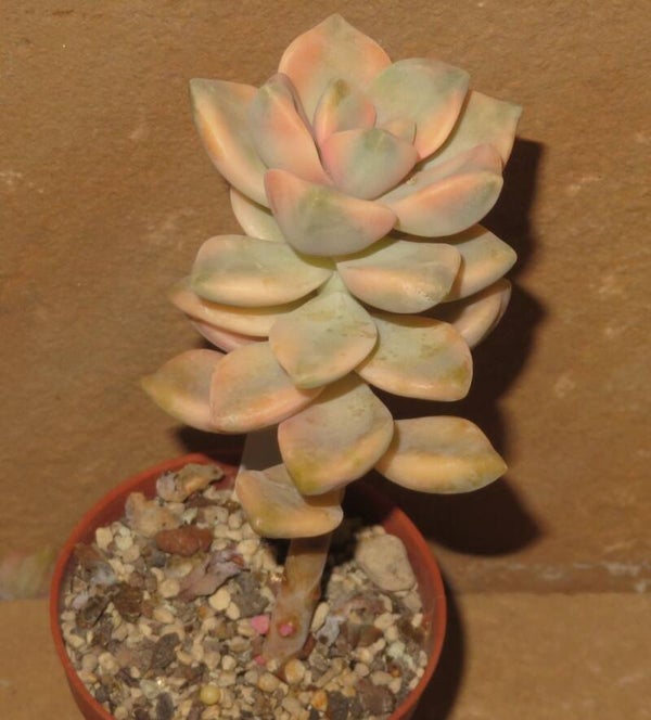 Graptoveria cv TITUBANS variegata