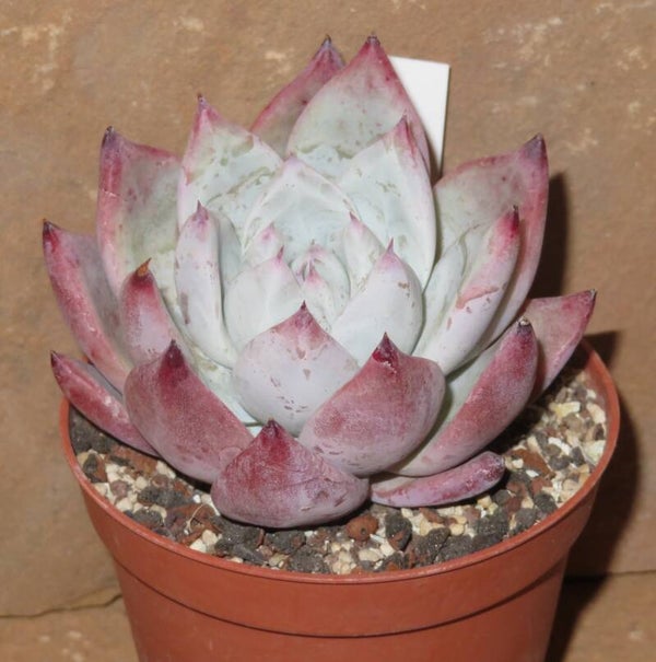 Echeveria colorata Pink Tips