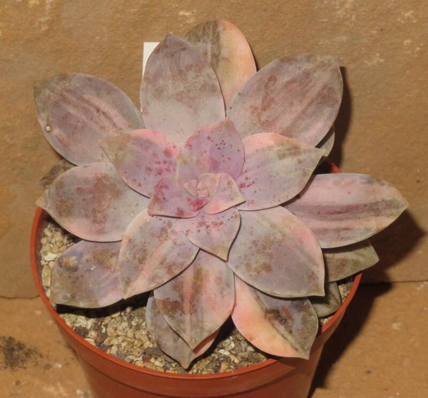 Graptopetalum superbum variegata