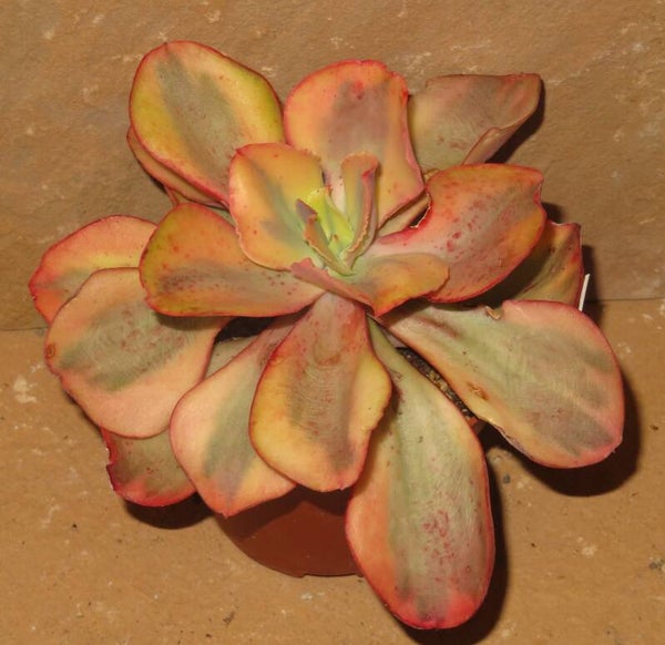 Echeveria cv Iceberg variegata - Große Pflanze