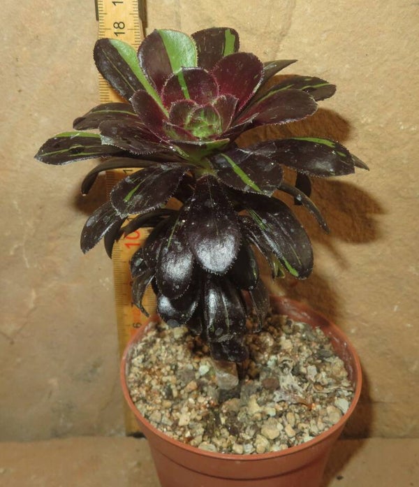 Aeonium cv Big Bang