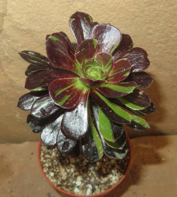 Aeonium cv Big Bang