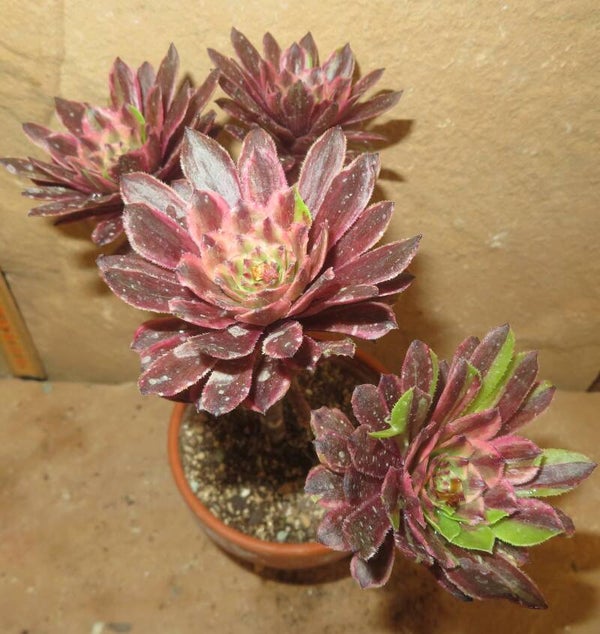 Aeonium cv Pink Daisy – Multicolor variegata
