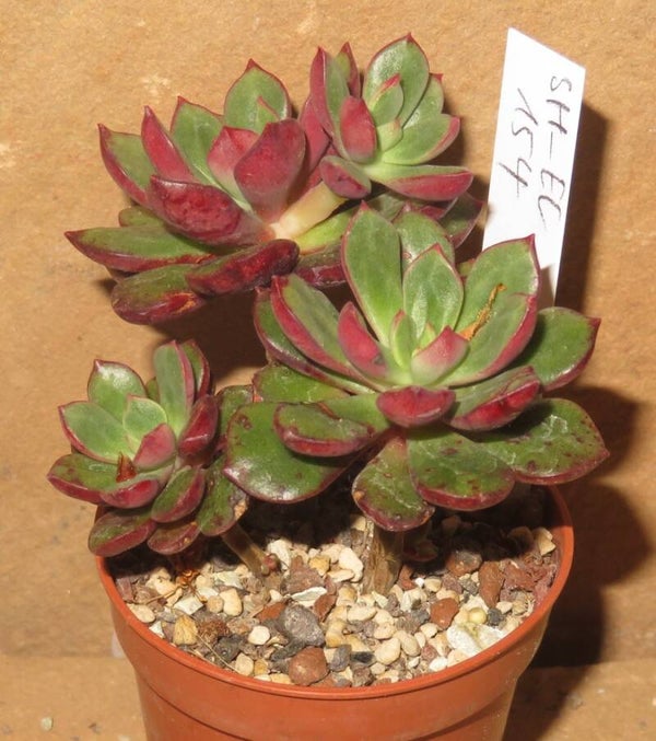 Echeveria alata