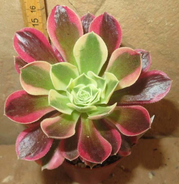 Aeonium cv Riverstone variegata