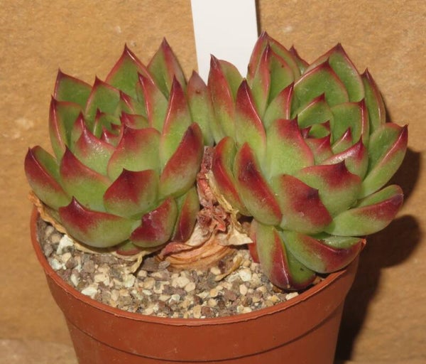 Echeveria cv Moon Stone