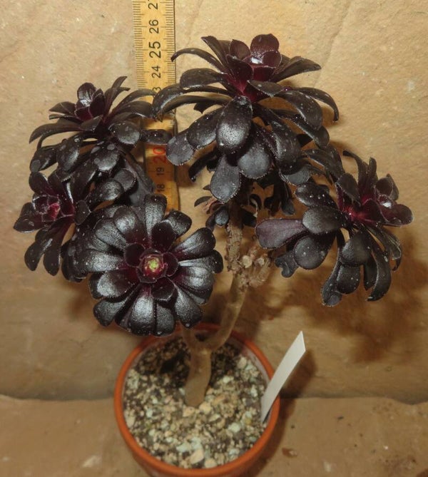 Aeonium arboreum 'Atropurpureum' SCHWARZKOPF