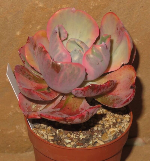 Echeveria cv Beyonce  Rainbow variegata