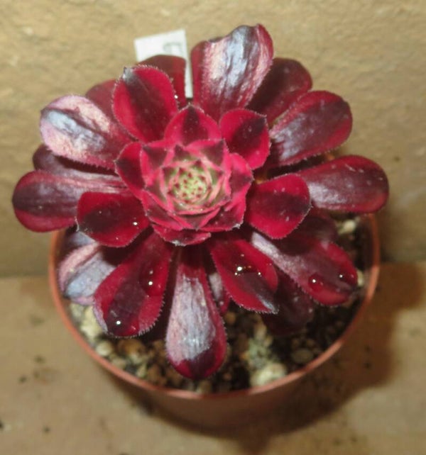 Aeonium arboreum cv Schwarzkopf variegata