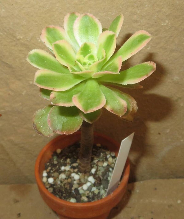Aeonium arboreum variegata