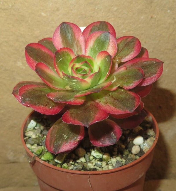 Aeonium cv Charm Golden Rose variegata