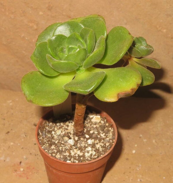 Aeonium cv Lily Pad