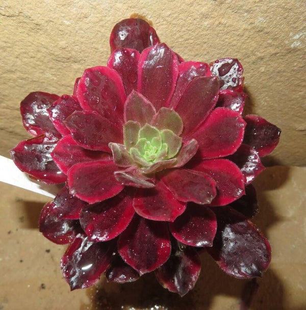 Aeonium cv Blushing Beauty - Rot variegata