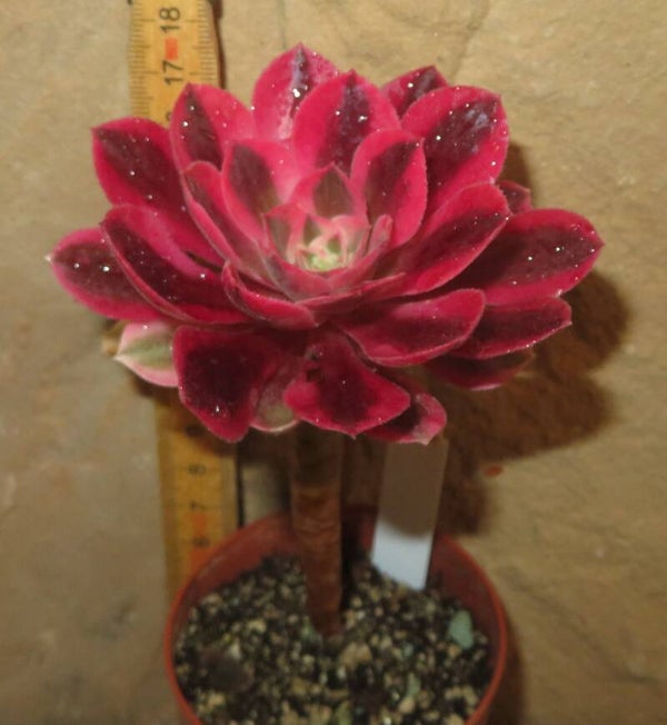 Aeonium cv Pink Witch variegata