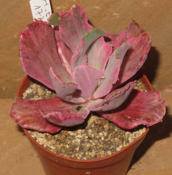 Echeveria cv Amazing Dreams variegata