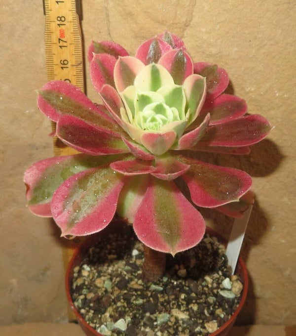 Aeonium cv Riverstone variegata
