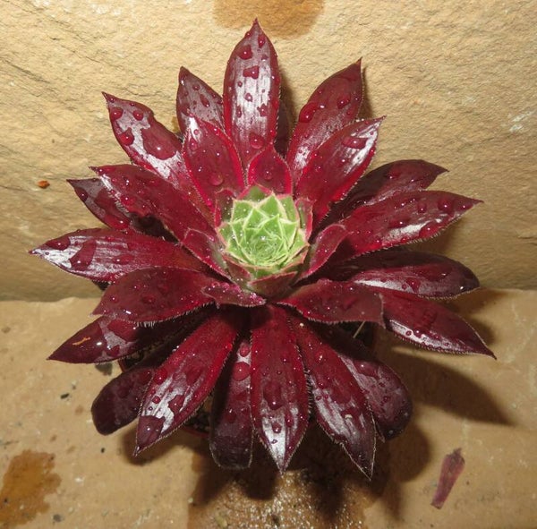 Aeonium cv Peacock variegata ( Black Magic )